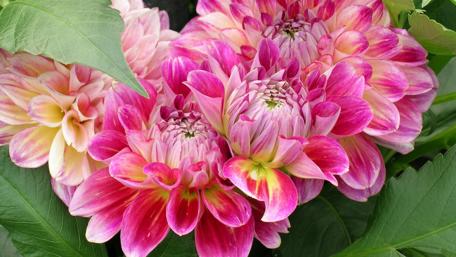 Vibrant Dahlias in Full Bloom wallpaper