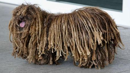 Unique Puli Dog with Distinctive Coat Style wallpaper