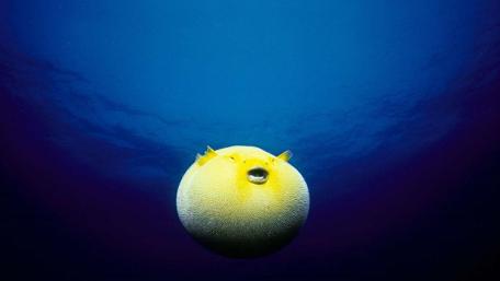Colorful Guineafowl Puffer in the Ocean Depths wallpaper