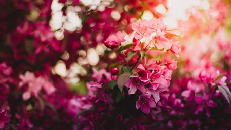 Radiant Blossoms in Sunlit Harmony wallpaper