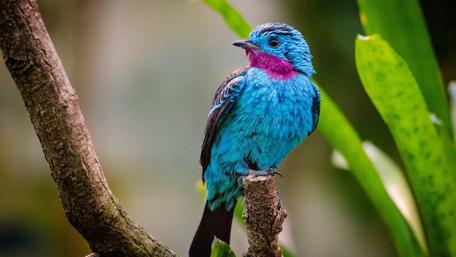 Spangled cotinga wallpaper