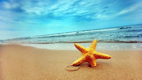 Golden Starfish on Serene Sandy Beach Wallpaper wallpaper