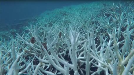 Coral Reef Underwater Wonderland wallpaper