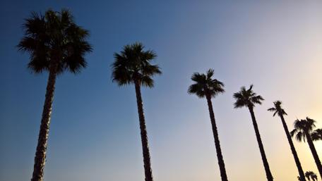 Tranquil Palms Against Blue Sky wallpaper