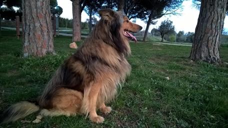Majestic Collie Relaxing in Nature wallpaper