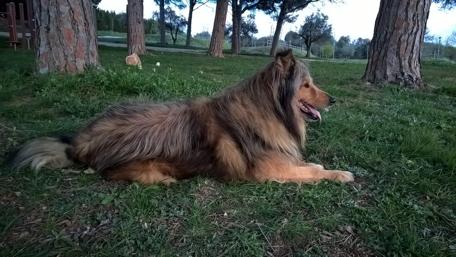 Majestic Dog Relaxing in Nature wallpaper