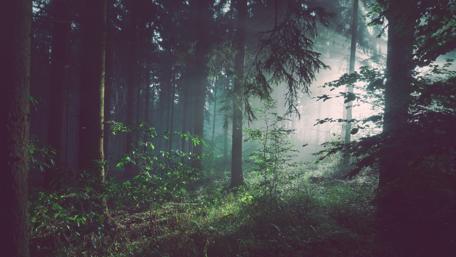 Serene Forest with Sunrays wallpaper