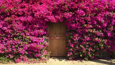 Vibrant Bougainvillea Gateway wallpaper