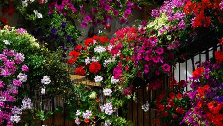Bursting Floral Harmony wallpaper