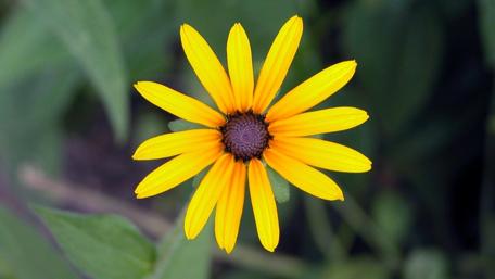 Bright Yellow Flower in Macro Focused Beauty wallpaper