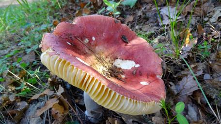 Vibrant Mushroom in Natural Setting wallpaper