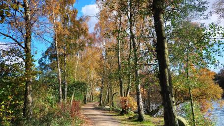 Golden Autumn Path in English Countryside wallpaper