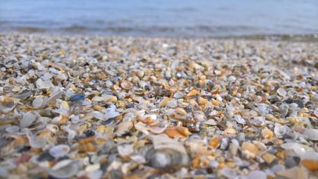 Seashells on a Serene Shoreline wallpaper
