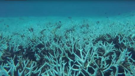 Vibrant Underwater Coral Reef Scene wallpaper