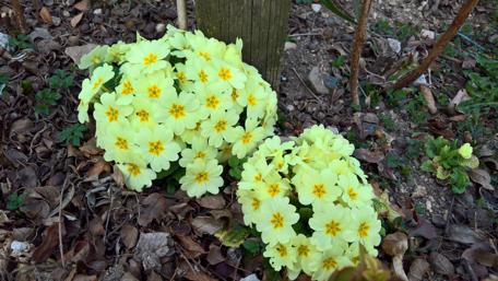 Radiant Yellow Primroses Blooming in Springtime wallpaper