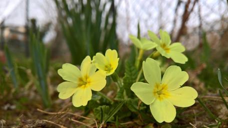 Bright Yellow Spring Flowers in Bloom wallpaper