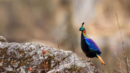 Majestic Himalayan Monal in Natural Habitat wallpaper