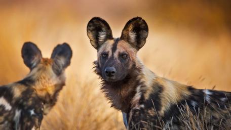 Vibrant African Wild Dogs in Their Natural Habitat wallpaper