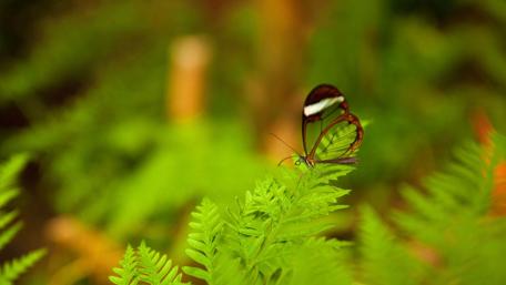 Graceful Butterfly on Lush Greenery wallpaper