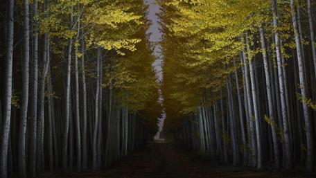 Golden Pathway Through Twilight Trees wallpaper