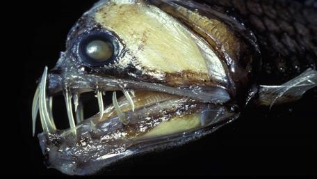 Mysterious Viperfish of the Deep Sea wallpaper