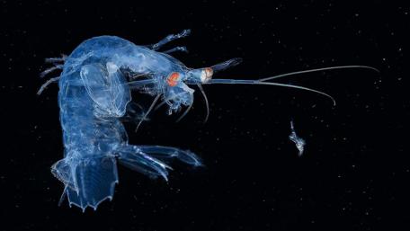 Ethereal Underwater Sea Insect Wallpaper wallpaper