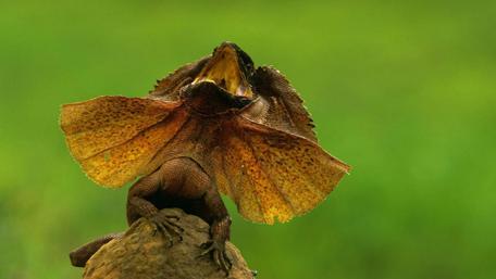 Majestic Frill-necked Lizard Displaying Its Frills wallpaper
