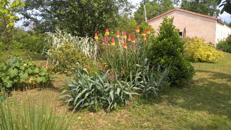 Vibrant Garden Serenity Amid Nature's Beauty wallpaper