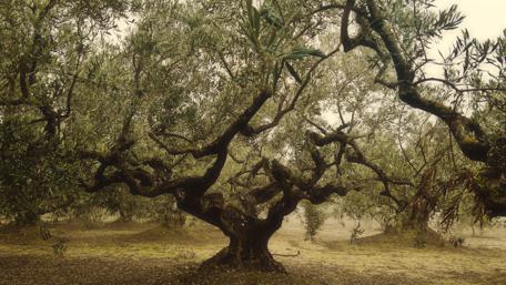 Ancient Olive Grove Tranquility in 4K wallpaper