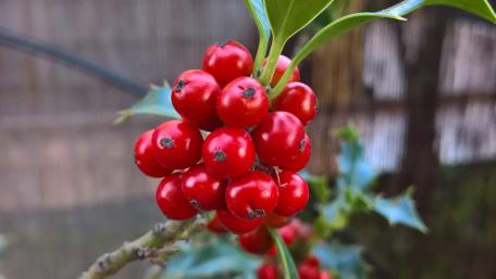 Vibrant Red Berries on Holly Tree Branches wallpaper
