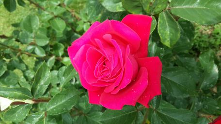 Vibrant Pink Rose in Full Bloom wallpaper