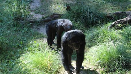 Chimpanzees Exploring Their Natural Habitat wallpaper