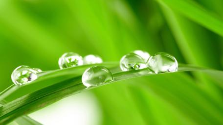 Serene Water Droplets on Grass wallpaper