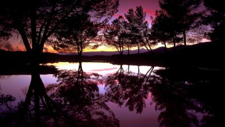 Stunning Sunset Symphony with Reflected Trees and Purple Sky wallpaper