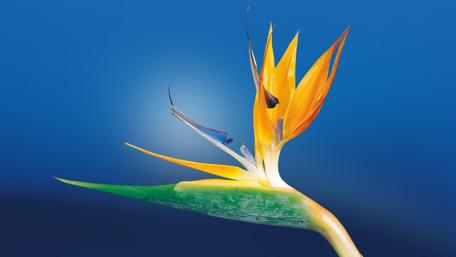 Vivid Bird of Paradise in Bloom wallpaper