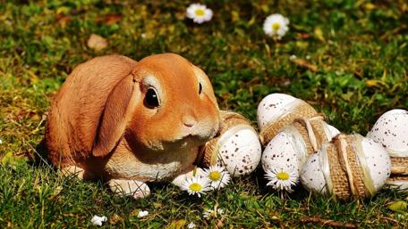 Easter Joys in a Spring Meadow wallpaper