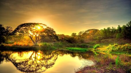 Reflection in the pond wallpaper