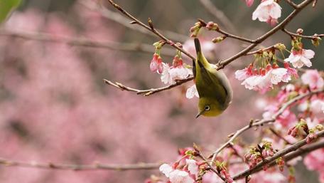 Springtime Bird Amid Blossoms and Branches wallpaper
