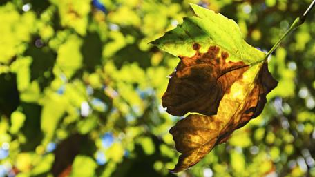 Vibrant Green Leaf Capturing Nature's Essence wallpaper