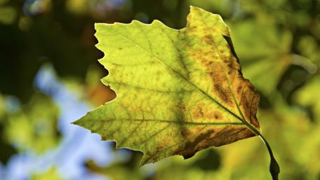 Vibrant Green Leaf Captured in Nature's Light wallpaper