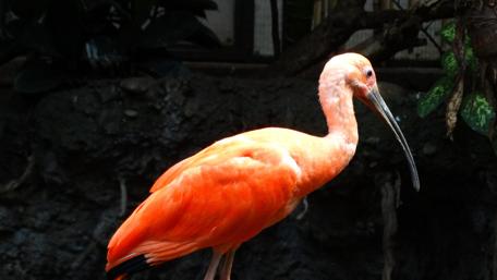 Vibrant Orange Bird in Nature Scene wallpaper