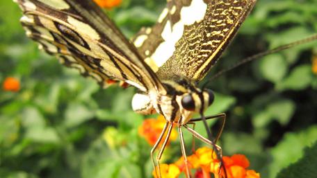 Elegant Butterfly Amidst Vibrant Blooms wallpaper