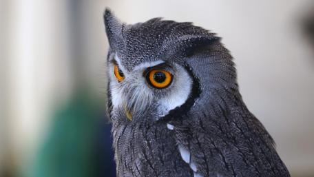 Majestic Owl Gaze wallpaper