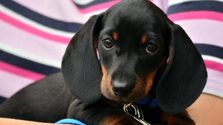 Black Puppy Adorableness Overload wallpaper
