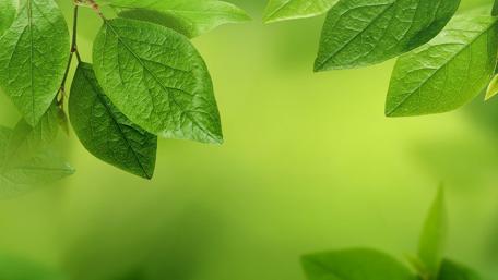 Lush Green Leaves Embracing Serenity wallpaper