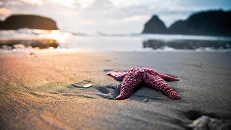 Starfish Serenity on a Sunlit Beach wallpaper