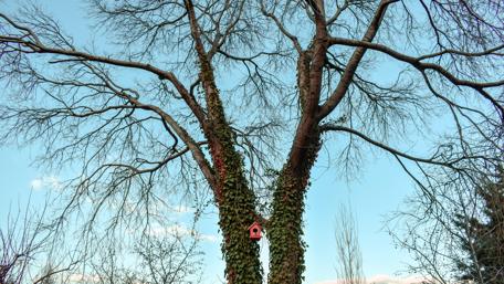 Majestic Tree Embraced by Nature's Beauty wallpaper