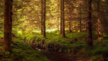 Enchanted Woodland Pathway wallpaper