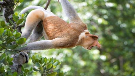 Strange Beauty of the Proboscis Monkey wallpaper