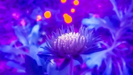 Vibrant Floral Dreams Illuminate Your Space wallpaper